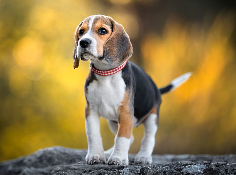 Imagen para clasificar