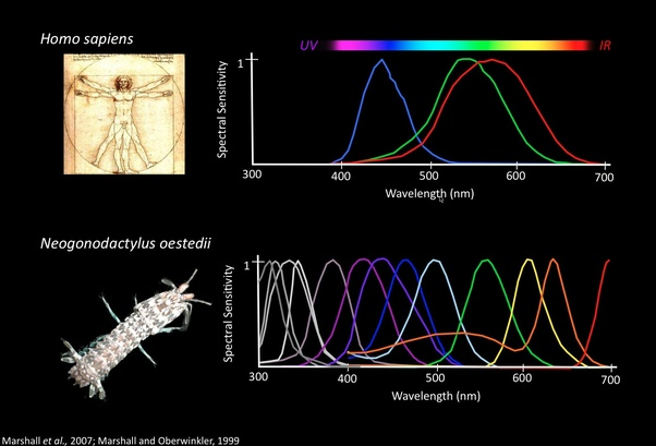 Fracción del especto.